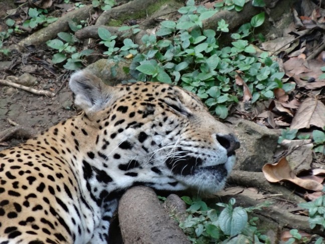 jaguar, zoo, guadeloupe, vivre sur une ile pour une citadine