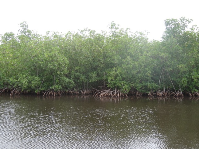 mangrove, plage, port louis, randonnée, anse bertrand, guadeloupe
