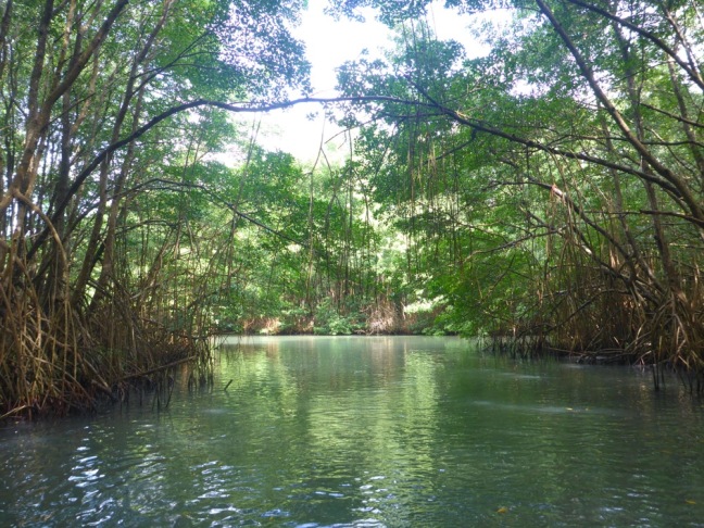 mangrove.moule